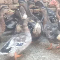 اردک کله سبز شمال کاکلی نر و ماده
