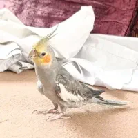 عروس هلندی سینامون نر