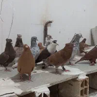 هفت رنگ دم سفید