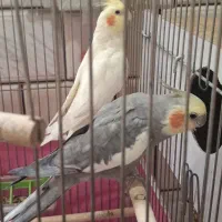 یک جفت عروس هلندی