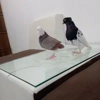 کبوتر کله سیاه نرباشازه نر
