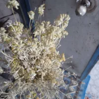 کلپوره