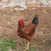 جوجه خروس چهل تاج تازه به خوندن اومده