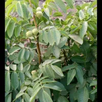 نهال گردو کاغذی