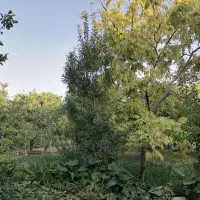 آب اسپیچار نطنز کشه دارای سند قطعی از نطنز 400 م