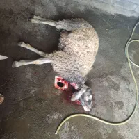 گوسفند زنده بره نر بره ماده و شیشک باقصابی رایگان