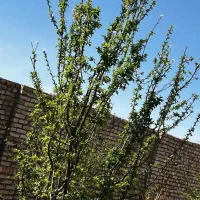 باغ باغچه چهار دیواری 400متری