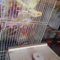 عروس هلندی جفت مولد بع شرط