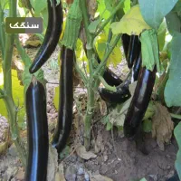 بذر بادمجان چاه بلندی
