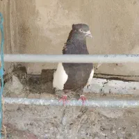۳کفترسینه ای یک نربادوماده