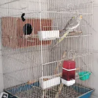 عروس هلندی نر و ماده