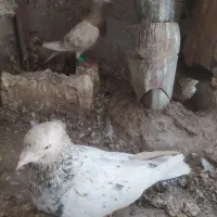 جفت هفرنگ فروشی،