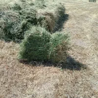یونجه(خوراک دام)