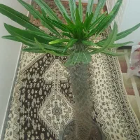 گل آپارتمانی شیک