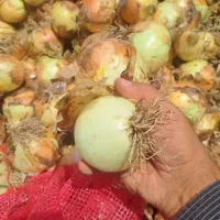 پیاز فروشی