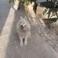 سگ سامویید نر