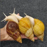 حلزون آچاتینا کلاژن ساز