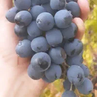 انگور سردشتی اصل