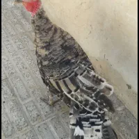 بوقلمون ماده