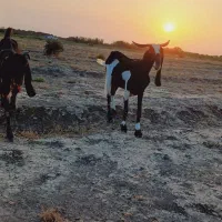 بز درگ افغانی