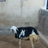بره پلنگی اصل پوست گاوی