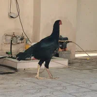 خروس و دو مرغ لاری