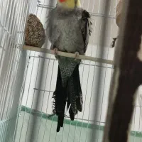 عروس هلندی ۶ماهه