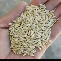 جو اخوم فی ۵۰