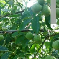 فروش باغ گردو ۱ هکتار ونیم