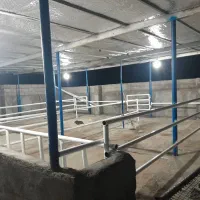 دامداری-در-چم-آسیاب-روستای-اول