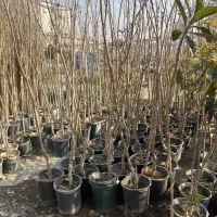 درخت توت هرات ارتفاع ۳ متر