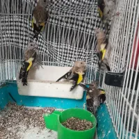 جوجه سهره