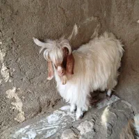 کره نر