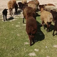 میش بره دار 12