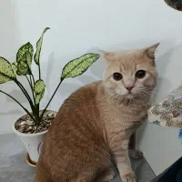 گربه|گربه|مشهد, پنجتن|دیوار
