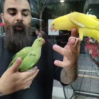 بورس شاه طوطی سنگال ملنگو زرد لوری دستی سخنگو|پرنده|تهران, نارمک جنوبی|دیوار