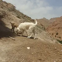 کوچ سگ