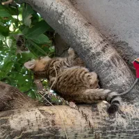 گربه ملوس