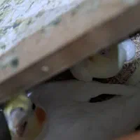 عروس هلندی مولد