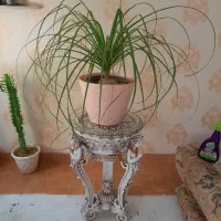 لیندا ۸ ساله