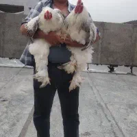خروس برهما