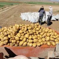 بذر سیب زمینی کلمبا