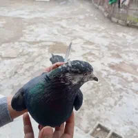 کبوتر|پرنده|سیلوانه, |دیوار