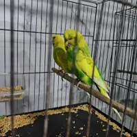 جفت مولد مرغ عشق انگلیسی
