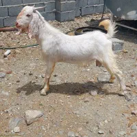 چپشت یکسال