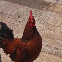 فروش مرغ و خروس