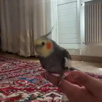 عروس هلندی  بالغ