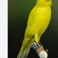 قناری عکس دوم