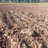 آورزمان.زمین کشاورزی . روستای آورزمان .زمین دیم
