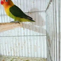طوطی برزیلی نیمه دستی کمیاب